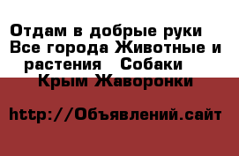 Отдам в добрые руки  - Все города Животные и растения » Собаки   . Крым,Жаворонки